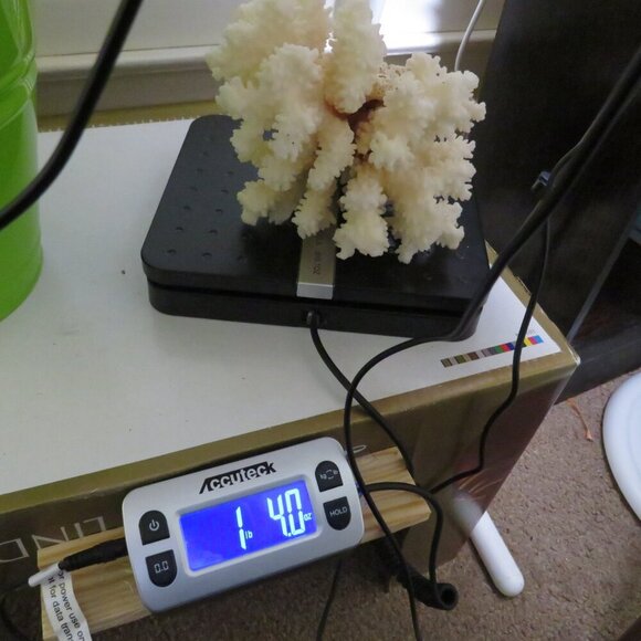 Real Coral white with orangy brown center 5.5" tall over 1lb - Picture 8 of 8